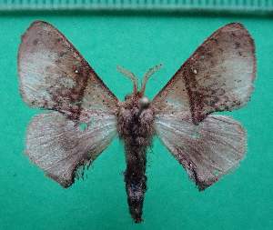  ( - KLM Lep 13093)  @11 [ ] CreativeCommons - Attribution Non-Commercial Share-Alike (2018) Christian Wieser Landesmuseum K&auml;rnten