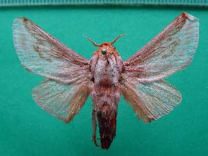  ( - KLM Lep 13149)  @11 [ ] CreativeCommons - Attribution Non-Commercial Share-Alike (2018) Christian Wieser Landesmuseum K&auml;rnten