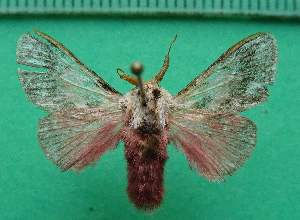  ( - KLM Lep 13240)  @11 [ ] CreativeCommons - Attribution Non-Commercial Share-Alike (2018) Christian Wieser Landesmuseum K&auml;rnten