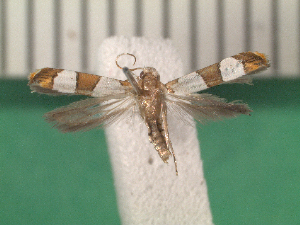  ( - KLM Lep 14189)  @11 [ ] CreativeCommons - Attribution Non-Commercial Share-Alike (2018) Christian Wieser Landesmuseum K&auml;rnten