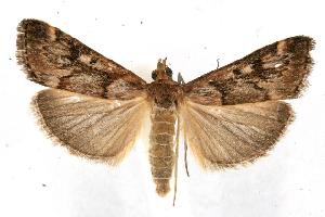  ( - 05-NSW-00358)  @14 [ ] CreativeCommons - Attribution (2010) CBG Photography Group Centre for Biodiversity Genomics