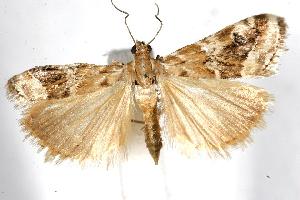  ( - 05-NSW-00565)  @13 [ ] CreativeCommons - Attribution (2010) CBG Photography Group Centre for Biodiversity Genomics