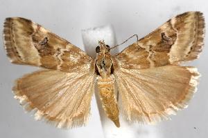  ( - 05-NSW-00568)  @13 [ ] CreativeCommons - Attribution (2010) CBG Photography Group Centre for Biodiversity Genomics