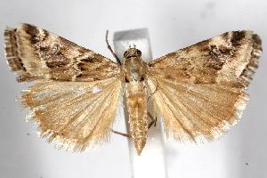  ( - 05-NSW-00584)  @13 [ ] CreativeCommons - Attribution (2010) CBG Photography Group Centre for Biodiversity Genomics