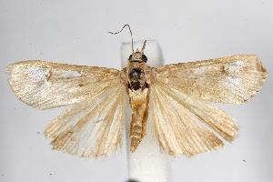  ( - 05-NSW-00691)  @13 [ ] CreativeCommons - Attribution (2010) CBG Photography Group Centre for Biodiversity Genomics