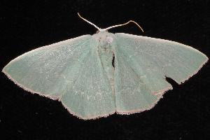  ( - 05-NSW-01164)  @13 [ ] CreativeCommons - Attribution (2010) CBG Photography Group Centre for Biodiversity Genomics