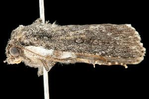  ( - 06-NSW-00274)  @12 [ ] CreativeCommons - Attribution (2010) CBG Photography Group Centre for Biodiversity Genomics