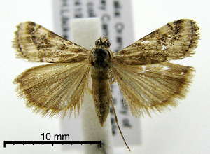  ( - ww04171)  @13 [ ] CreativeCommons - Attribution (2010) CBG Photography Group Centre for Biodiversity Genomics