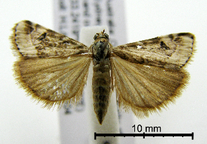  ( - ww04173)  @13 [ ] CreativeCommons - Attribution (2010) CBG Photography Group Centre for Biodiversity Genomics