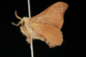  ( - 06-NSWE-00929)  @12 [ ] CreativeCommons - Attribution (2010) CBG Photography Group Centre for Biodiversity Genomics