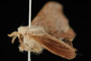  ( - 06-NSWE-00935)  @12 [ ] CreativeCommons - Attribution (2010) CBG Photography Group Centre for Biodiversity Genomics