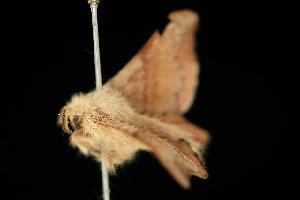  ( - 06-NSWE-00936)  @12 [ ] CreativeCommons - Attribution (2010) CBG Photography Group Centre for Biodiversity Genomics