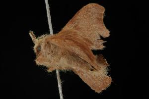  ( - 06-NSWE-00942)  @12 [ ] CreativeCommons - Attribution (2010) CBG Photography Group Centre for Biodiversity Genomics