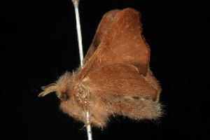  ( - 06-NSWE-00951)  @12 [ ] CreativeCommons - Attribution (2010) CBG Photography Group Centre for Biodiversity Genomics