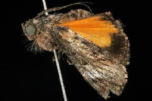  ( - 06-NSWE-01003)  @12 [ ] CreativeCommons - Attribution (2010) CBG Photography Group Centre for Biodiversity Genomics