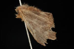  ( - 06-NSWE-01097)  @12 [ ] CreativeCommons - Attribution (2010) CBG Photography Group Centre for Biodiversity Genomics