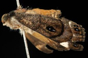  ( - 06-NSWE-01202)  @12 [ ] CreativeCommons - Attribution (2010) CBG Photography Group Centre for Biodiversity Genomics