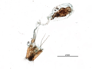  ( - 06-NSWE-02156)  @11 [ ] CreativeCommons - Attribution (2018) CBG Photography Group Centre for Biodiversity Genomics