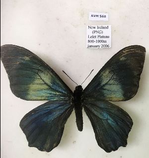  (Papilio moerneri - AVM560)  @11 [ ] CreativeCommons - Attribution Non-Commercial Share-Alike (2018) Markus Franzen Linnaeus university
