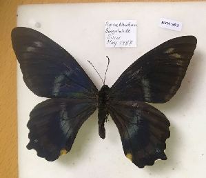  (Papilio toboroi - AVM563)  @11 [ ] CreativeCommons - Attribution Non-Commercial Share-Alike (2018) Markus Franzen Linnaeus university