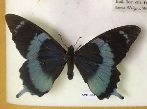  (Papilio laglaizei - AVM564)  @11 [ ] CreativeCommons - Attribution Non-Commercial Share-Alike (2018) Markus Franzen Linnaeus university