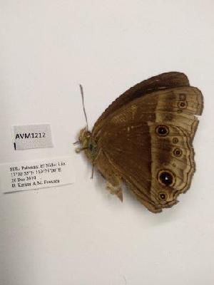  (Mycalesis tagala palawana - AVM1212)  @11 [ ] CreativeCommon (2018) Markus Franzen Linnaeus university