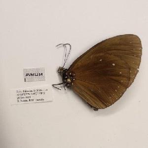  (Euploea tulliolus palawana - AVM1214)  @11 [ ] CreativeCommon (2018) Markus Franzen Linnaeus university