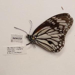  (Danaus melanippus edmondii - AVM1218)  @11 [ ] CreativeCommon (2018) Markus Franzen Linnaeus university