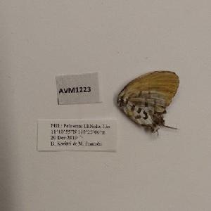  (Drupadia rufotaenia torquata - AVM1223)  @11 [ ] CreativeCommon (2018) Markus Franzen Linnaeus university