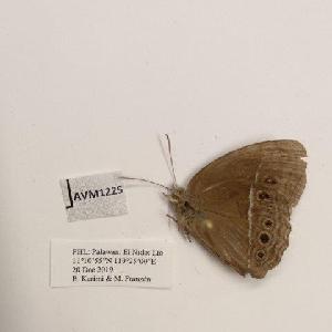  (Mycalesis mineus justinella - AVM1225)  @11 [ ] CreativeCommon (2018) Markus Franzen Linnaeus university