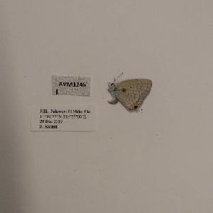  (Catochrysops strabo luzonensis - AVM1246)  @11 [ ] CreativeCommon (2018) Markus Franzen Linnaeus university