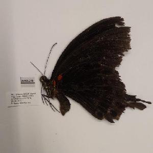  (Papilio lowi - AVM1248)  @11 [ ] CreativeCommon (2018) Markus Franzen Linnaeus university