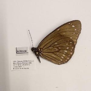  (Euploea swainson butra - AVM1250)  @11 [ ] CreativeCommon (2018) Markus Franzen Linnaeus university