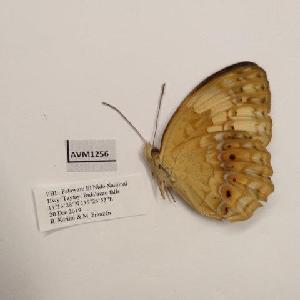 (Cupha erymanthis palawana - AVM1256)  @11 [ ] CreativeCommon (2018) Markus Franzen Linnaeus university