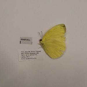  (Eurema harina palawanica - AVM1261)  @11 [ ] CreativeCommon (2018) Markus Franzen Linnaeus university