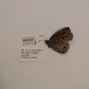  (Ypthima pandocus aquillius - AVM1266)  @11 [ ] CreativeCommon (2018) Markus Franzen Linnaeus university