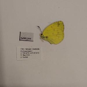  (Eurema andersonii - AVM1346)  @11 [ ] CreativeCommon (2018) Markus Franzen Linnaeus university