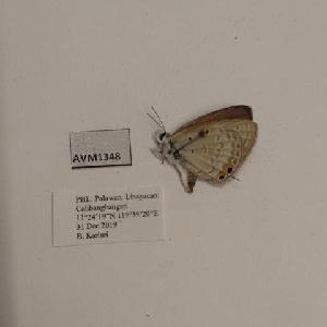  (Euchrysops cnejus luzonicus - AVM1348)  @11 [ ] CreativeCommon (2018) Markus Franzen Linnaeus university