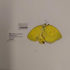  (Eurema alitha jalendra - AVM1409)  @11 [ ] CreativeCommon (2018) Markus Franzen Linnaeus university