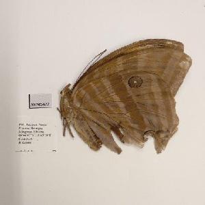  (Amathusia phidippus - AVM1422)  @11 [ ] CreativeCommon (2018) Markus Franzen Linnaeus university