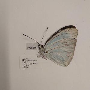  (Pareronia valeria palawana - AVM1453)  @11 [ ] CreativeCommon (2018) Markus Franzen Linnaeus university