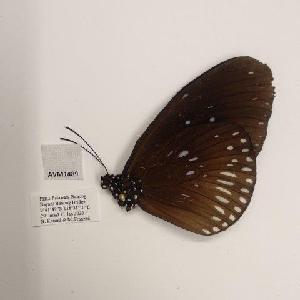  (Euploea algea cyllene - AVM1489)  @11 [ ] CreativeCommon (2018) Markus Franzen Linnaeus university