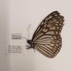  (Ideopsis vulgaris palawana - AVM1519)  @11 [ ] CreativeCommon (2018) Markus Franzen Linnaeus university