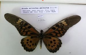  (Papilio antimachus - AVM542)  @13 [ ] CreativeCommons - Attribution Non-Commercial Share-Alike (2018) Markus Franzen Linnaeus university