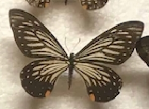  (Papilio epycides - AVM_18)  @11 [ ] CreativeCommons - Attribution Non-Commercial Share-Alike (2017) Markus Franzen Linnaeus university