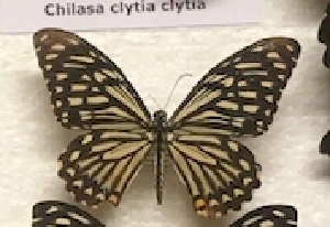  (Papilio clytia - AVM_19)  @12 [ ] CreativeCommons - Attribution Non-Commercial Share-Alike (2017) Markus Franzen Linnaeus university