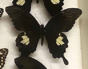  (Papilio nephelus chaon - AVM_27)  @11 [ ] CreativeCommons - Attribution Non-Commercial Share-Alike (2017) Markus Franzen Linnaeus university