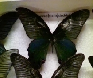  (Papilio doddsi - AVM_40)  @12 [ ] CreativeCommons - Attribution Non-Commercial Share-Alike (2017) Markus Franzen Linnaeus university