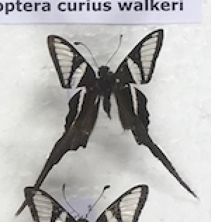  (Lamproptera curius walkeri - AVM_67)  @11 [ ] CreativeCommons - Attribution Non-Commercial Share-Alike (2017) Markus Franzen Linnaeus university