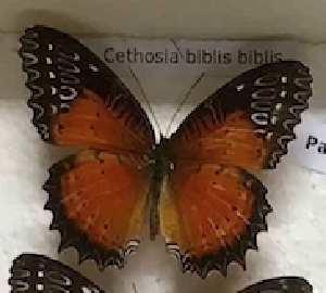  (Cethosia biblis biblis - AVM_226)  @11 [ ] CreativeCommons - Attribution Non-Commercial Share-Alike (1955) Markus Franzen Linnaeus university